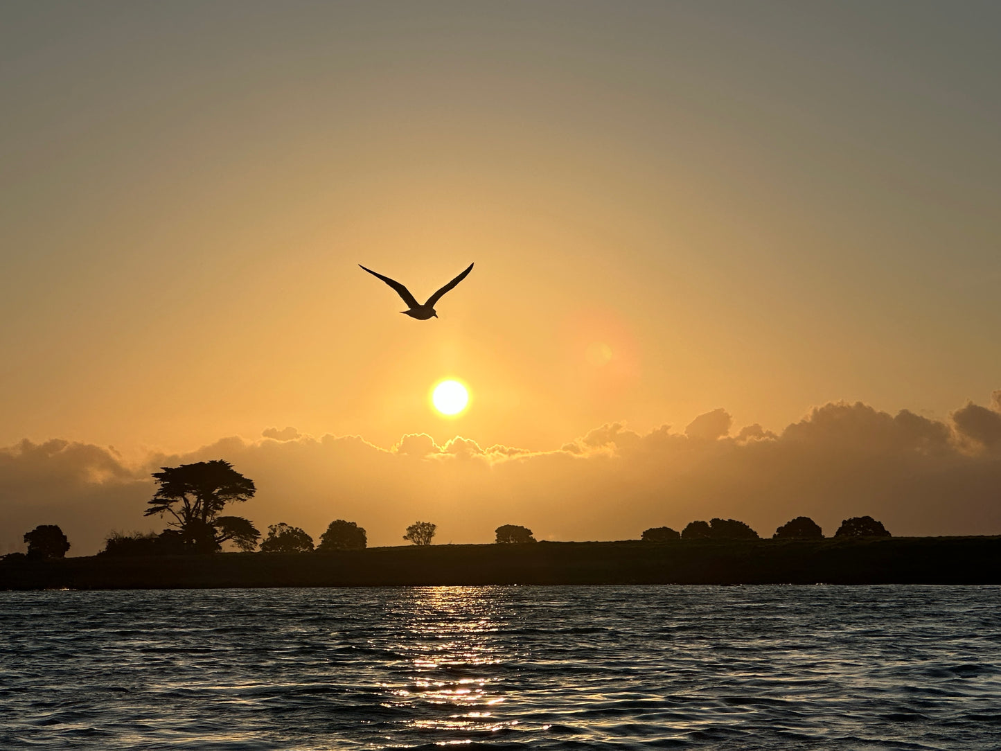 Free Bird