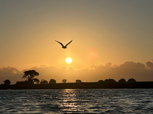 Free Bird