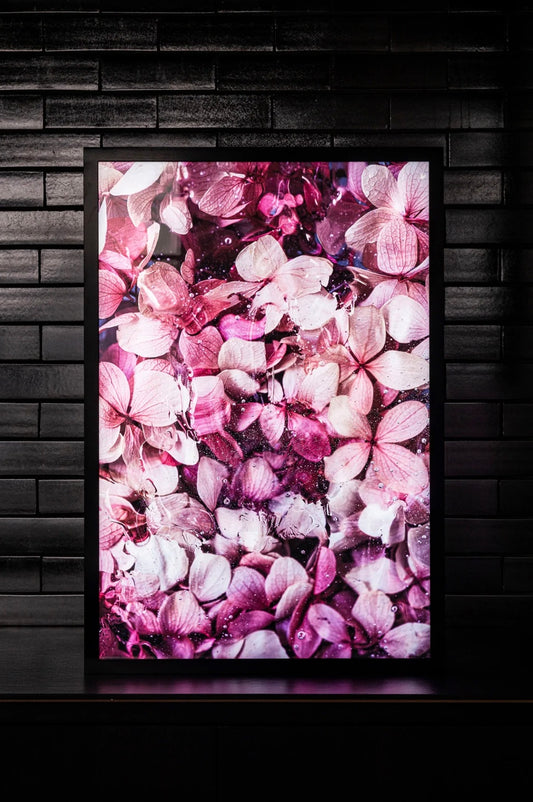 Atlantis Pink - Lightbox